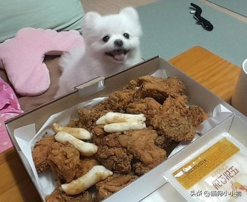 博美不能吃的东西有哪些,博美吃得太杂有没有影响