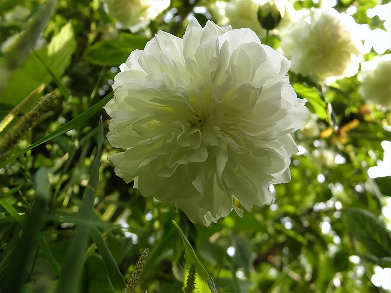 开到荼蘼背后含义,荼蘼的文化寓意是什么意思