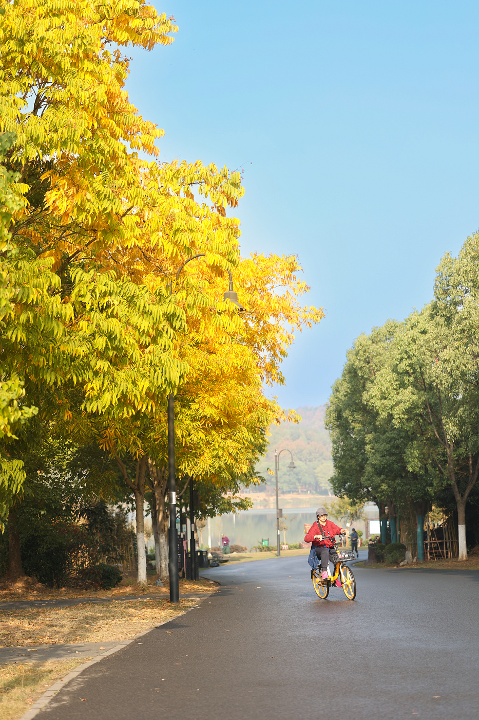 不出武汉赏银杏的地方,武汉好逛的森林公园