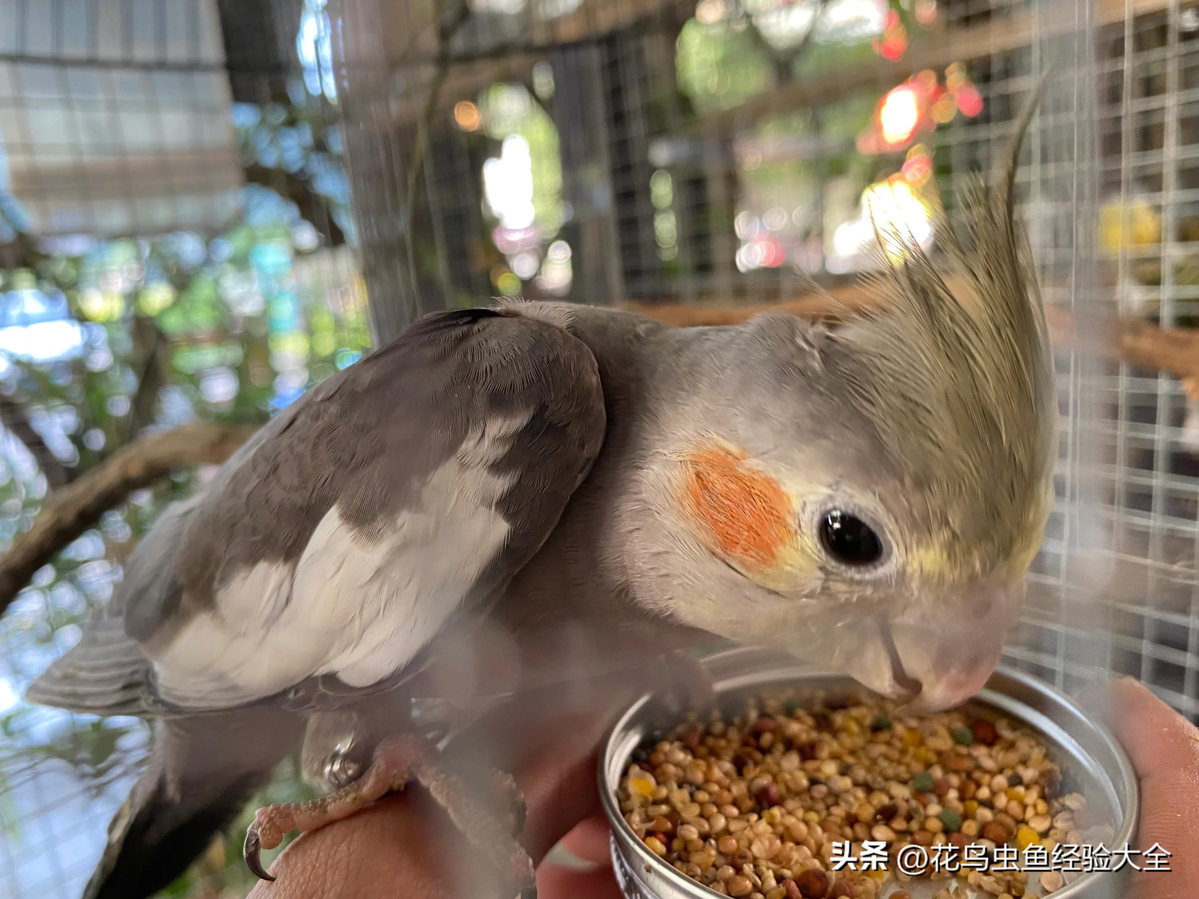 新手训玄凤鹦鹉的方法大全,虎皮鹦鹉跟玄凤鹦鹉怎么才能养熟