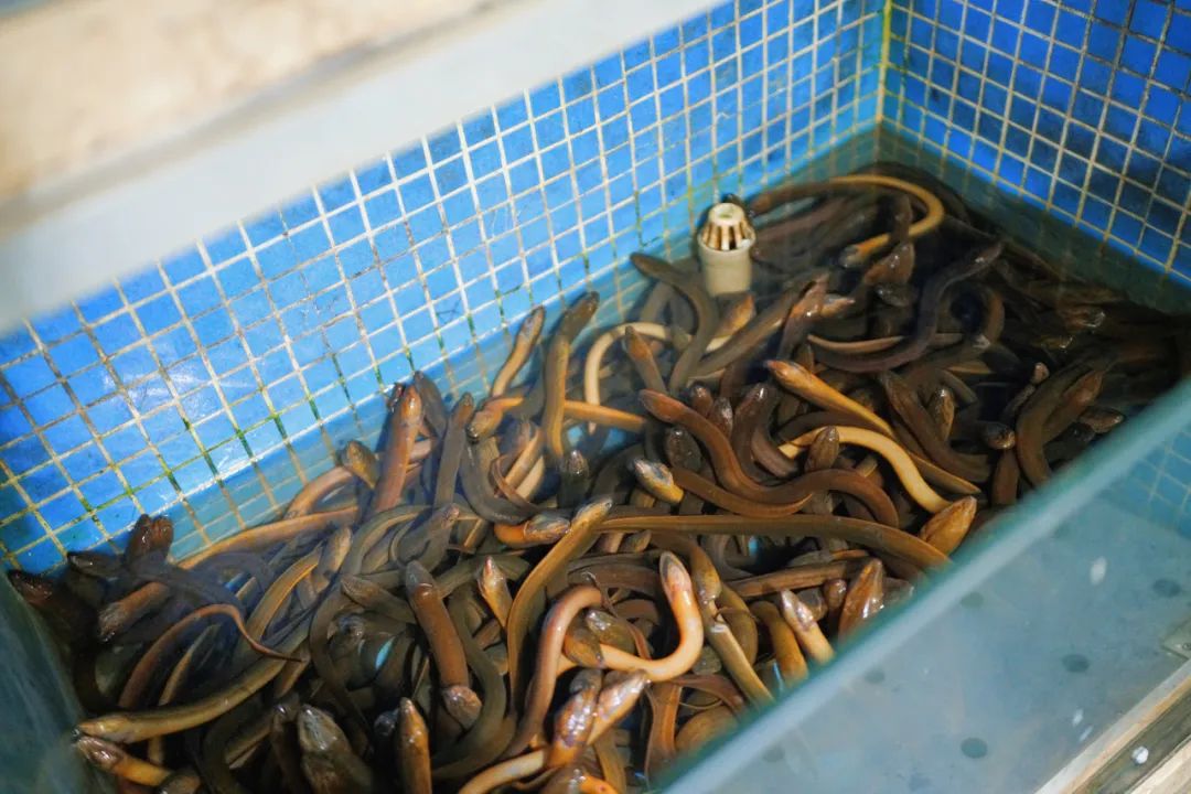 在顺德的一日三餐,在顺德一天吃8餐
