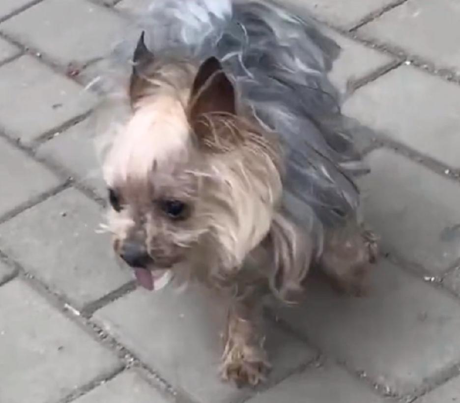 辽宁：年迈约克夏独自流落街头，小哥：如果没被发现，它该咋生存