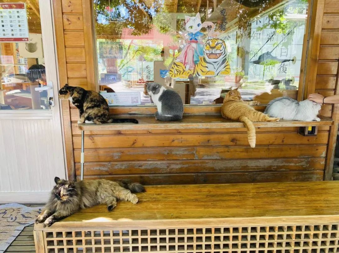 社恐小猫咪的安全感,社恐小猫咪为什么突然想出门了