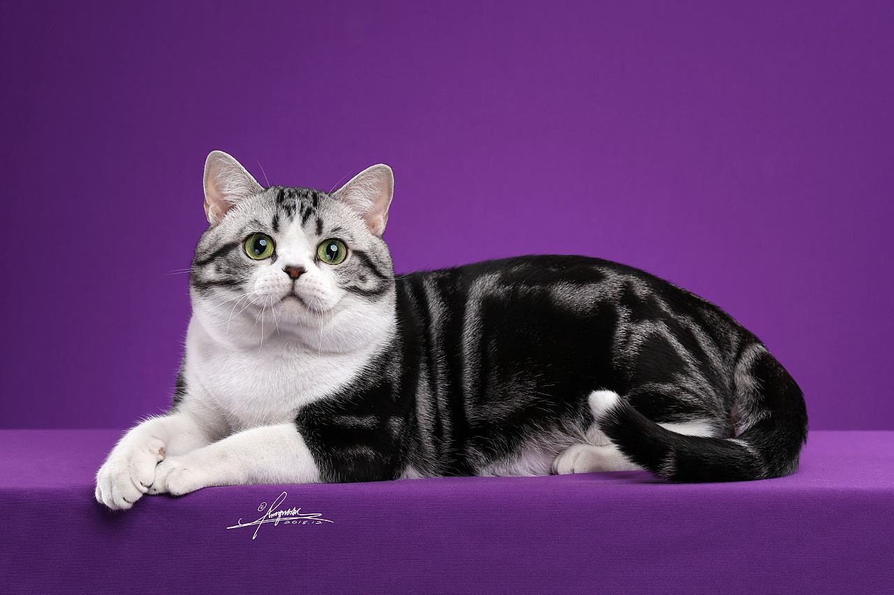 什么猫咪最好养而且又粘人省钱,什么类型的猫咪最听话好养