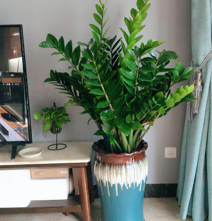 客厅养植物有什么讲究,客厅养树有什么讲究