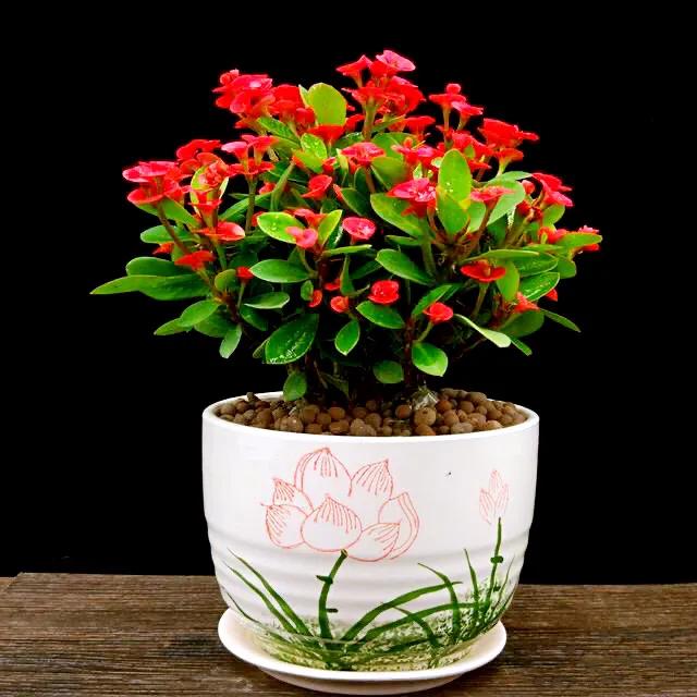 虎刺梅开花像海棠一样红,虎刺红梅花