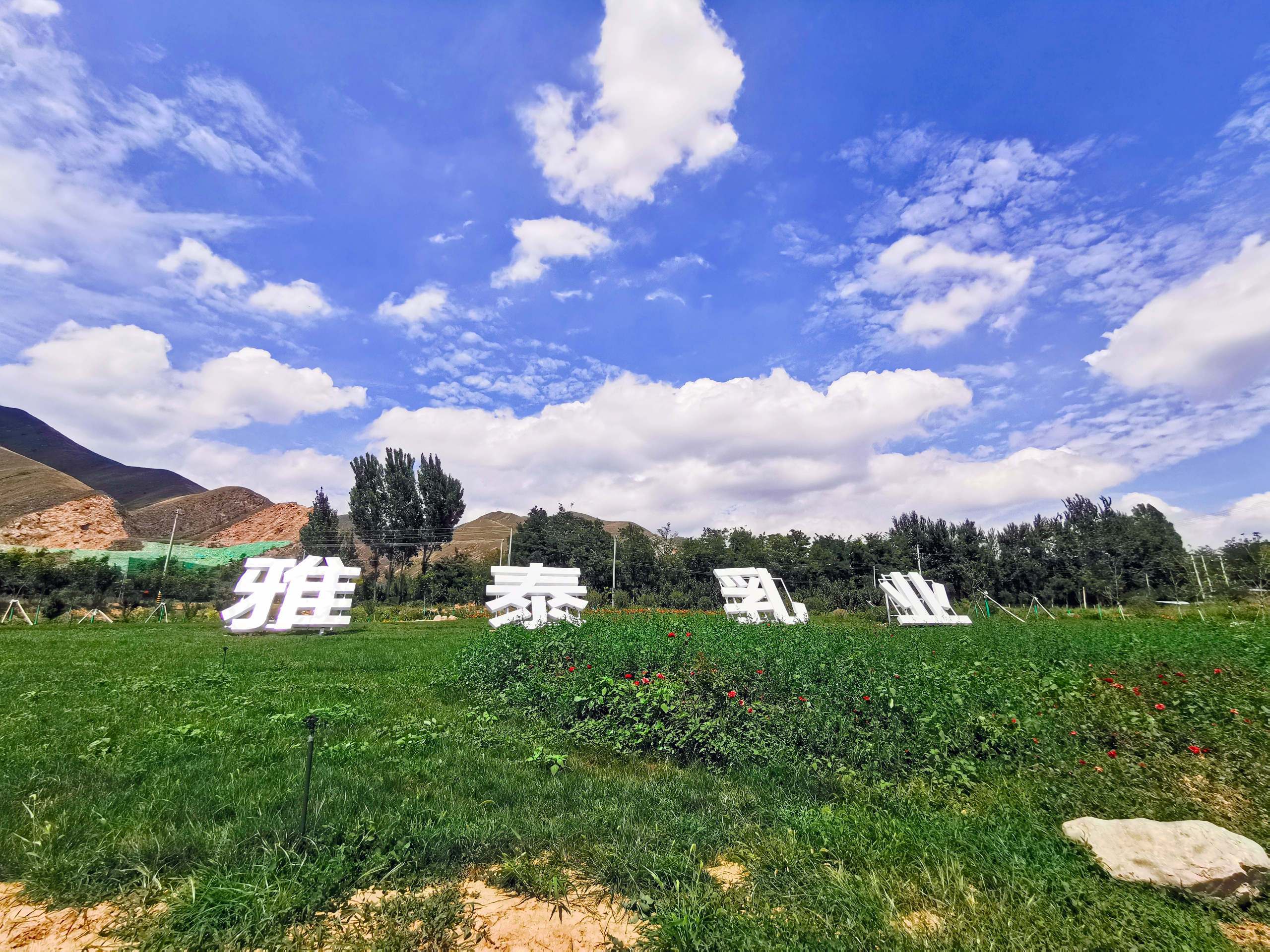 朵恩智高羊奶粉和儿童高钙高锌,儿童成长羊奶粉品牌排行榜前十名