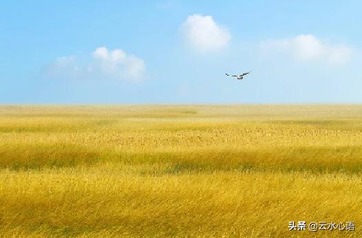 写怀才不遇的七律诗,怀才不遇壮志难酬自创律诗
