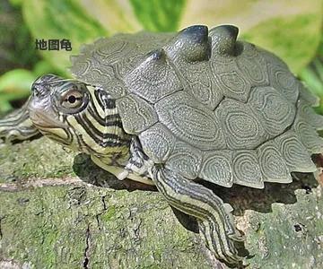 新手养什么龟最合适最便宜,新手建议养什么龟才好