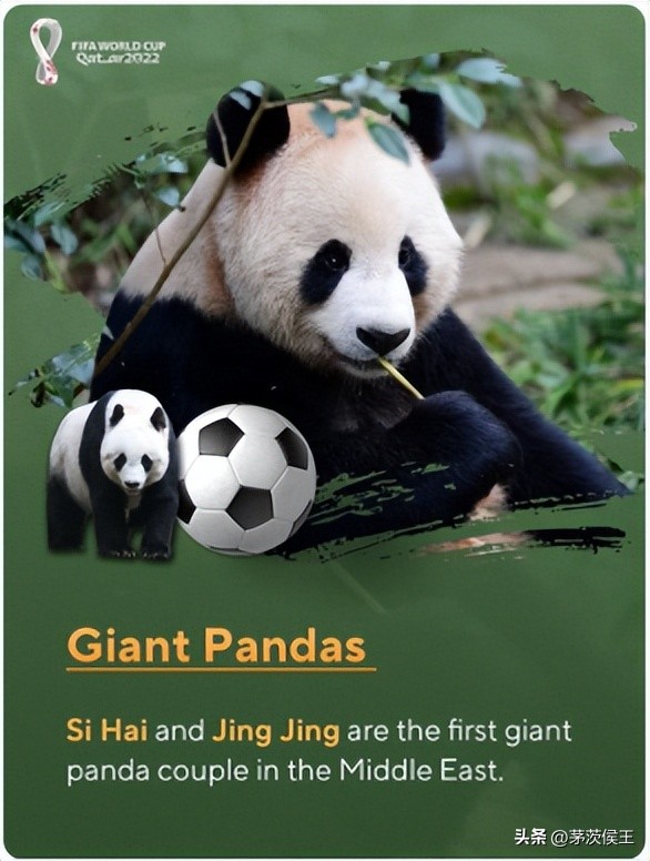 中国元素闪耀卡塔尔说明了什么,中国元素闪耀欧洲杯