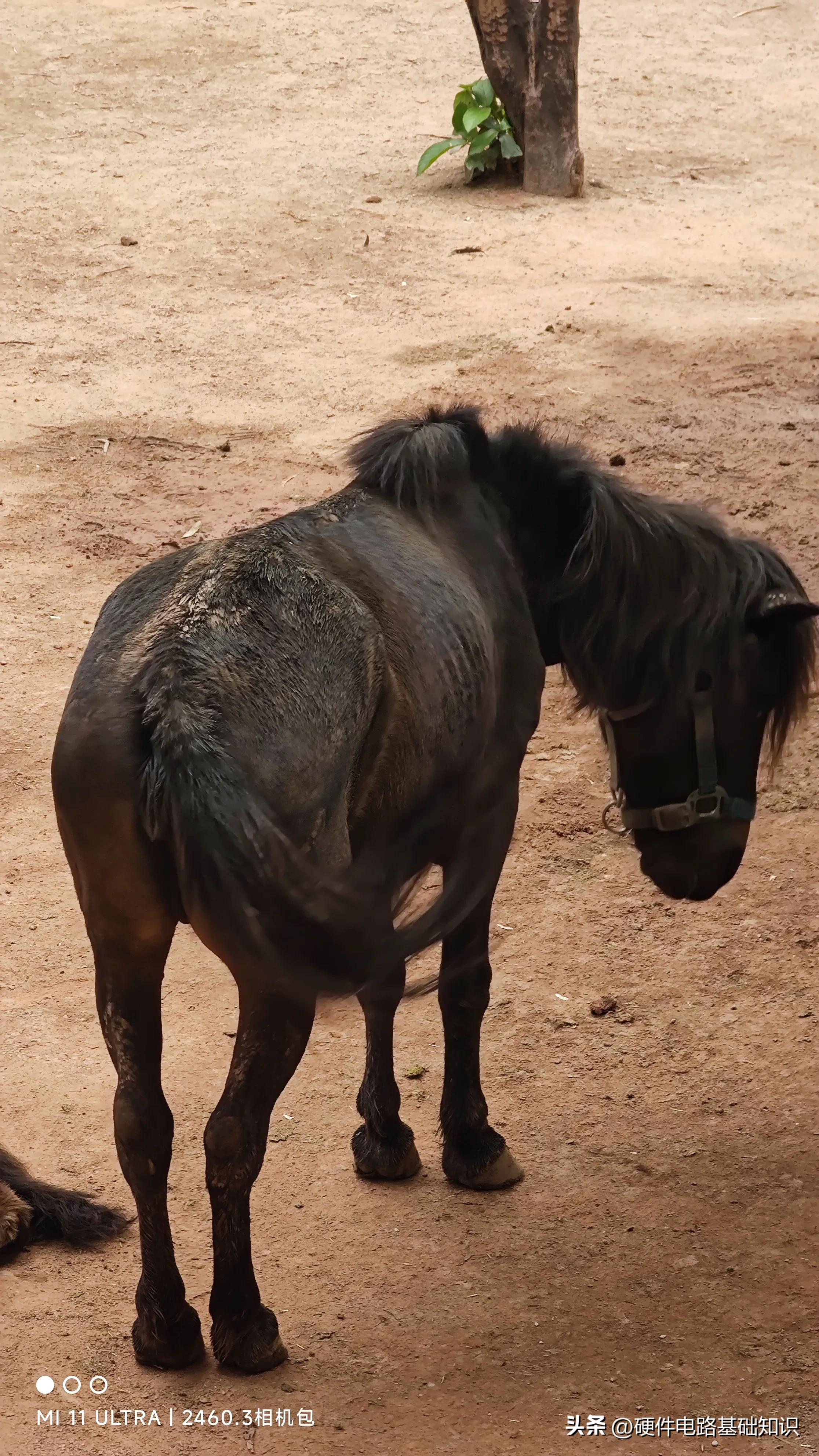 五一广州动物园人挤人的一天,广州动物园有序开放