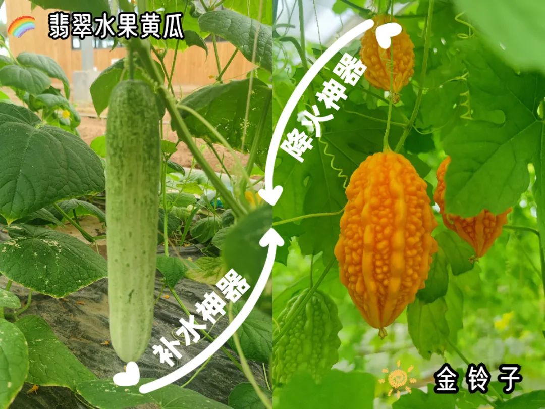 翡翠黄瓜冰糖葫芦,翡翠黄瓜和田玉