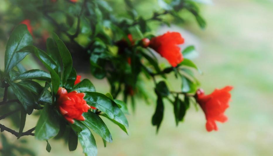 「诗词鉴赏」一撮生红熨不开，古诗词里的榴花，榴花红红映夏日