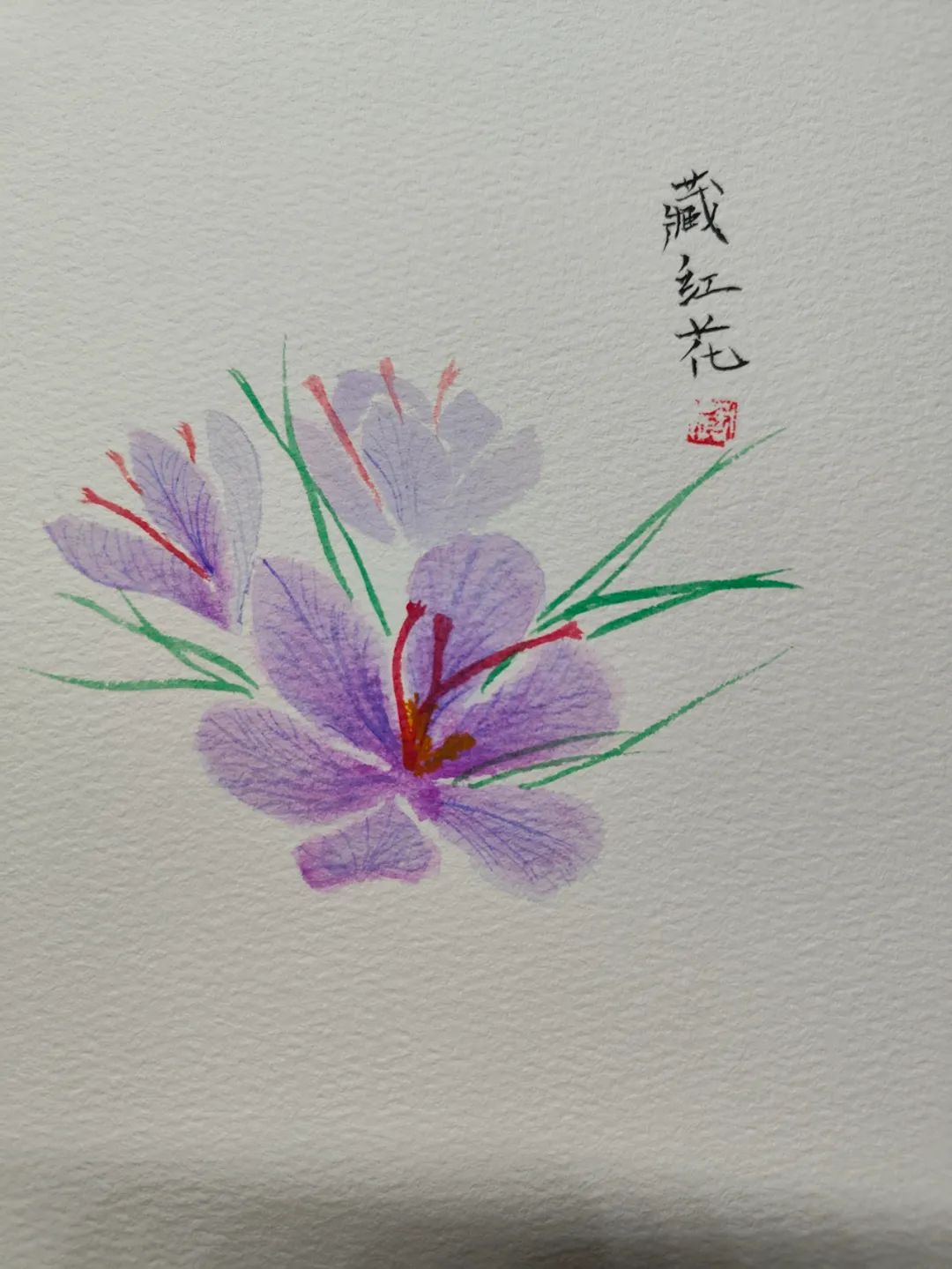 红花跟藏红花功效有什么不同,红花和藏红花都有哪些药效