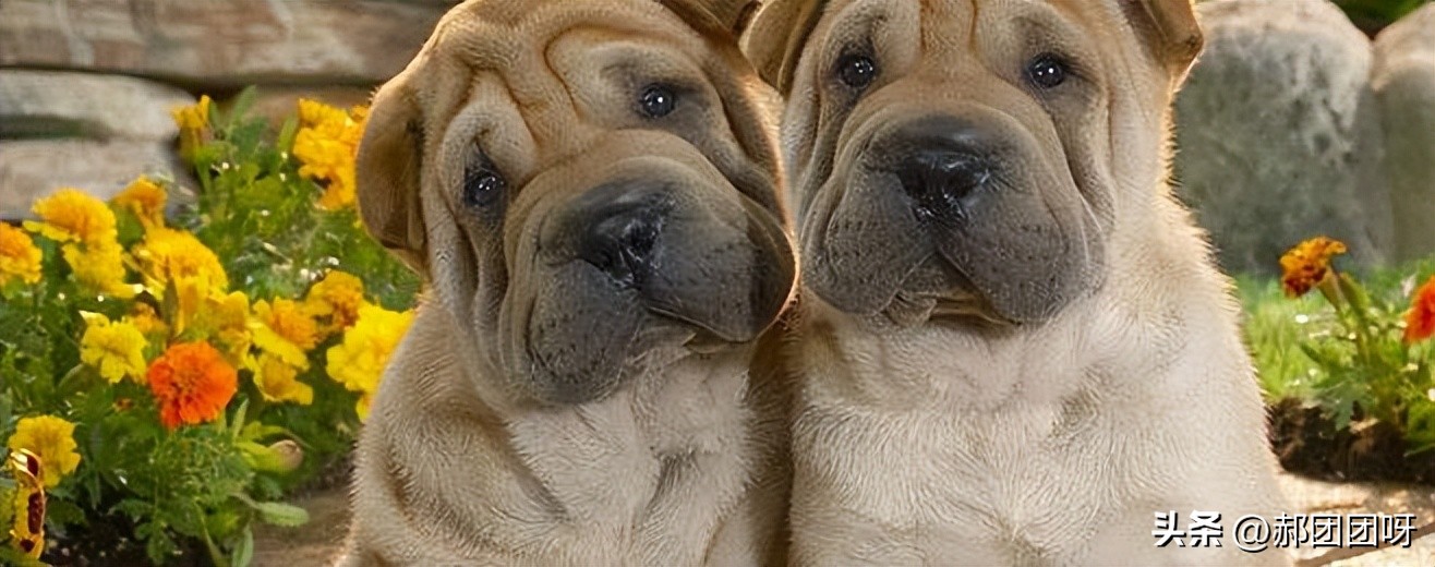 家里的土狗从没见过面,农村土狗没见过世面