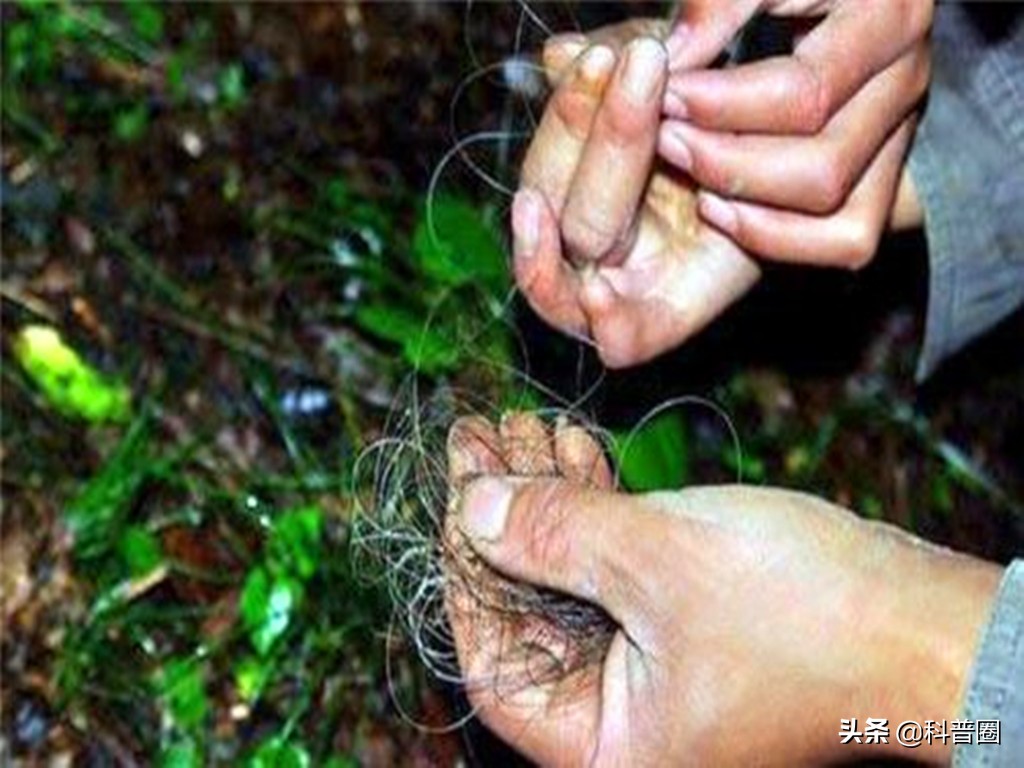 神农架深处被列为禁区的现象,神农架深处为何被列为禁区进不去