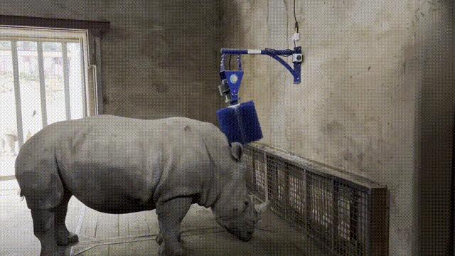 关爱动物福利，斯维垦电动牛体刷入驻南京红山动物园