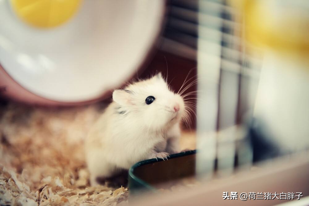 怎么给仓鼠局部清理,怎么给仓鼠梳毛