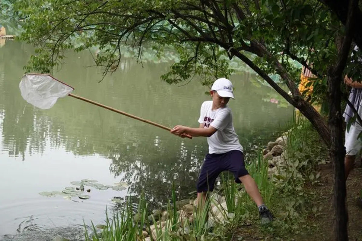 蜻蜓为什么能活过四次大灭绝,为什么现在很少见成群的蜻蜓