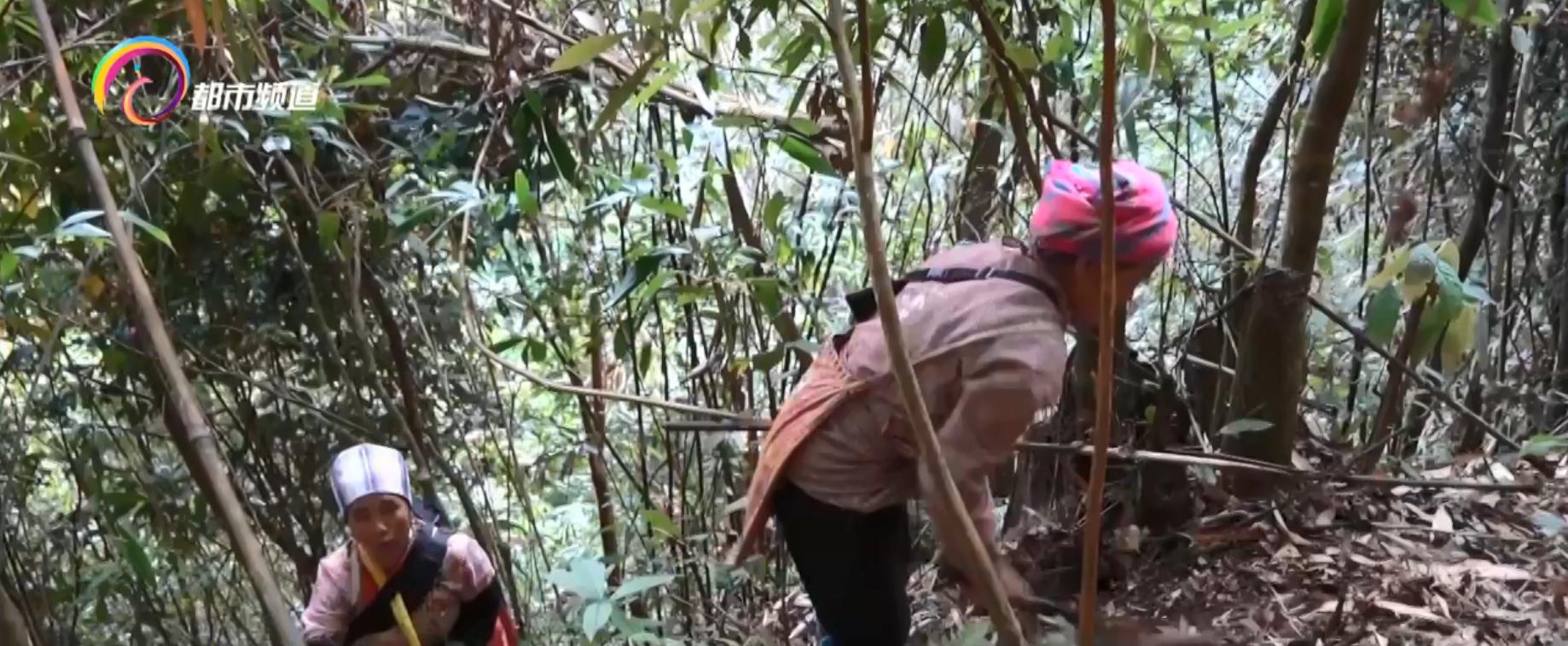 苦笋剥开后明天吃需要焯水,苦笋挖出来吃视频