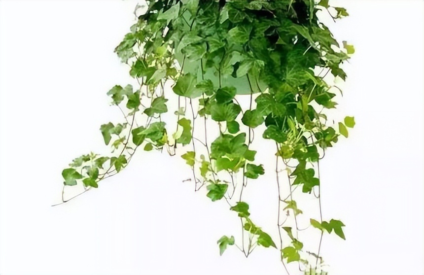 新房种什么植物吸甲醛,什么植物吸甲醛第一名