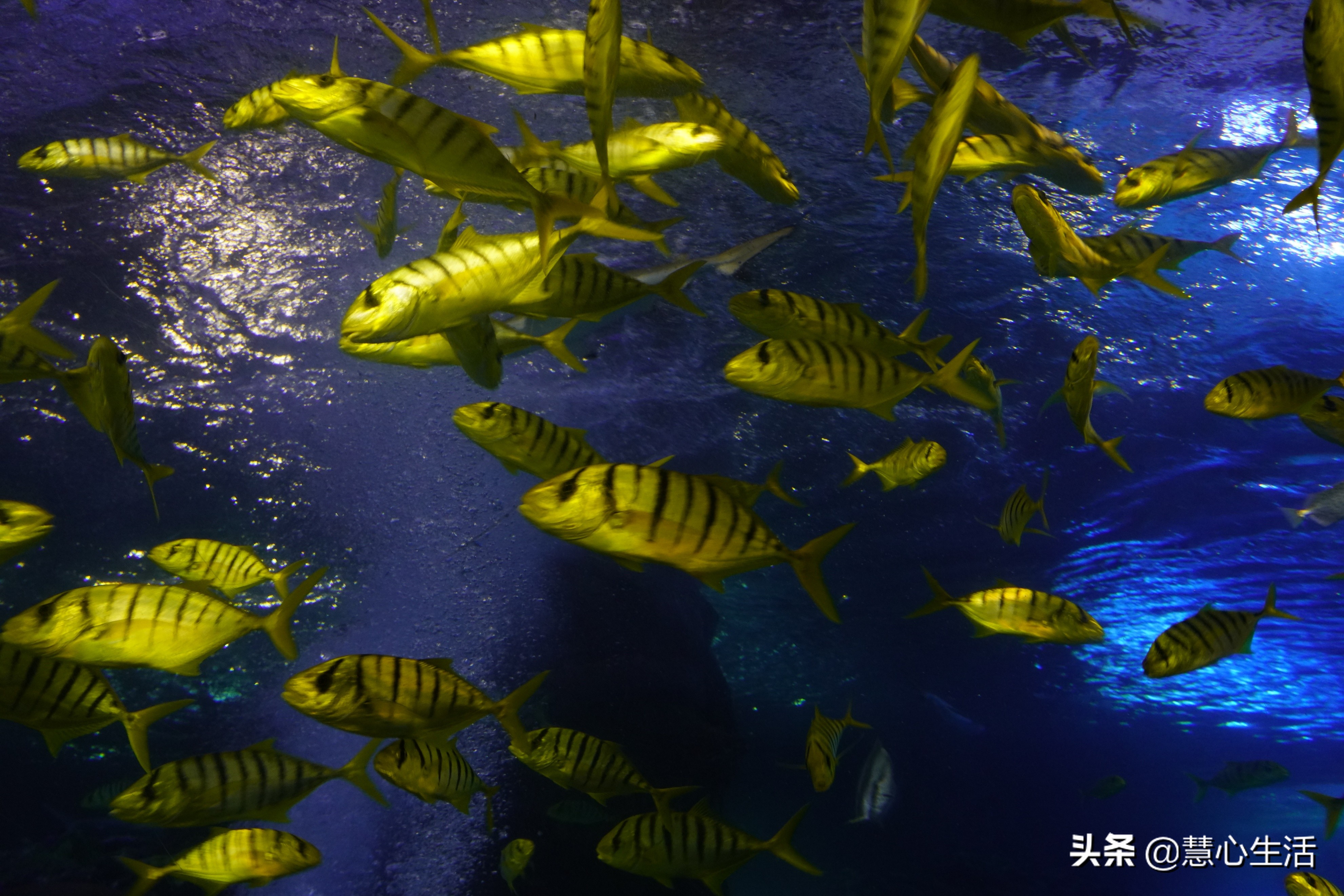 带宝宝出去看海底世界,北京太平洋海底世界预约