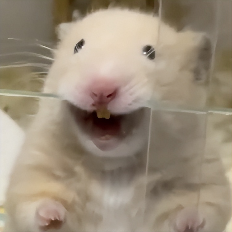 闅斿鍙嬪晢,灏忕背褰卞儚鏃楄埌