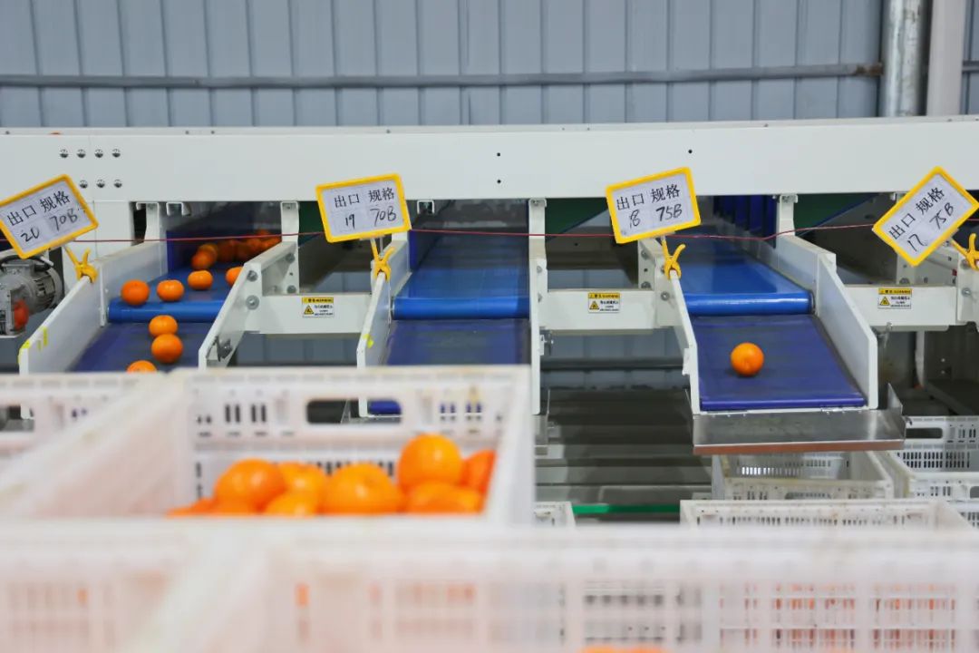 从0.6元到4元，优质优价能否引领农民种好果？