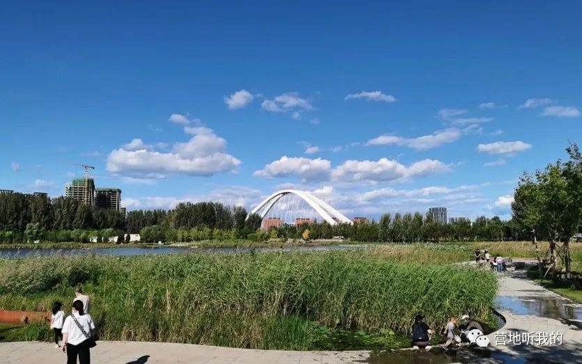 捞小河里的小蝌蚪,上海抓小蝌蚪的公园