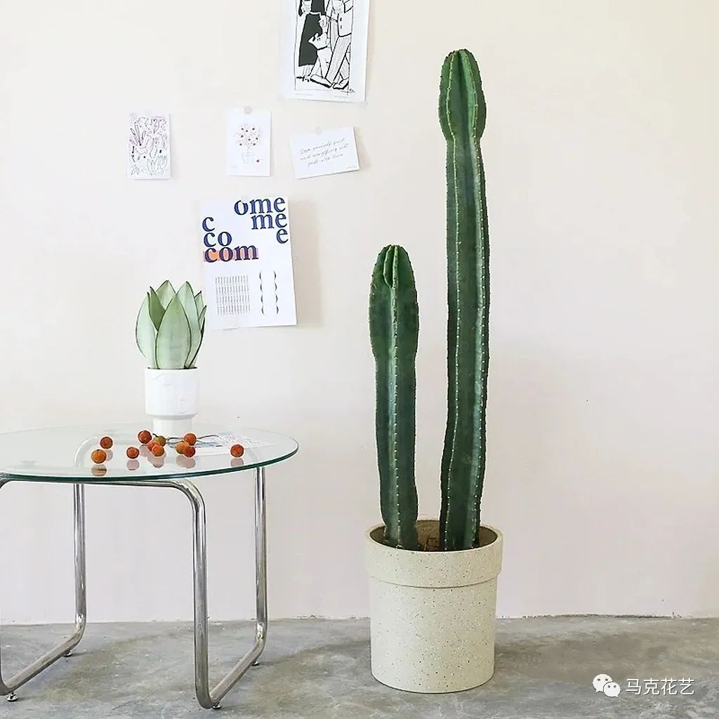 马克花艺｜送对花表对意，别让好心办坏事