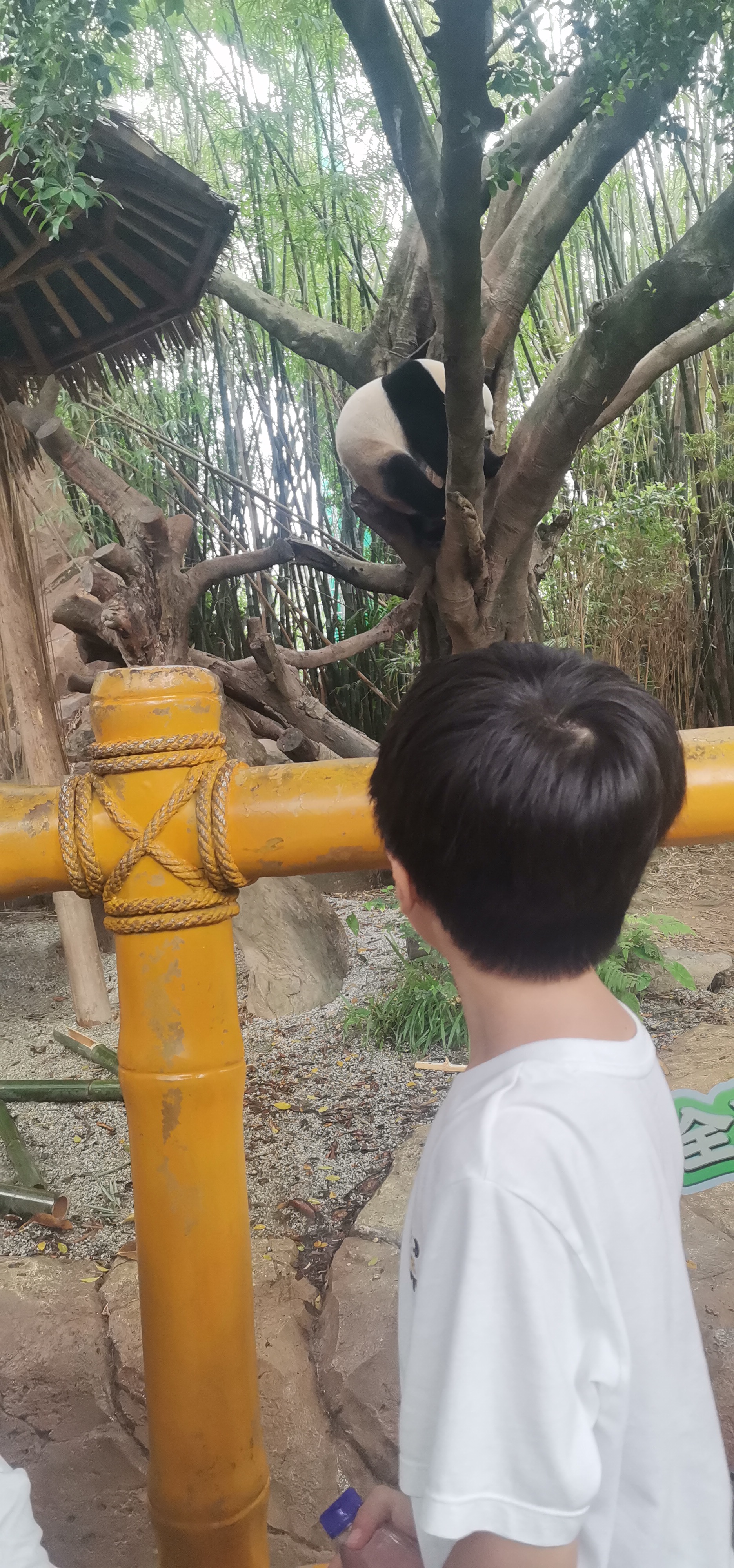 广州长隆动物园游记800字,广州长隆游记手抄报图文