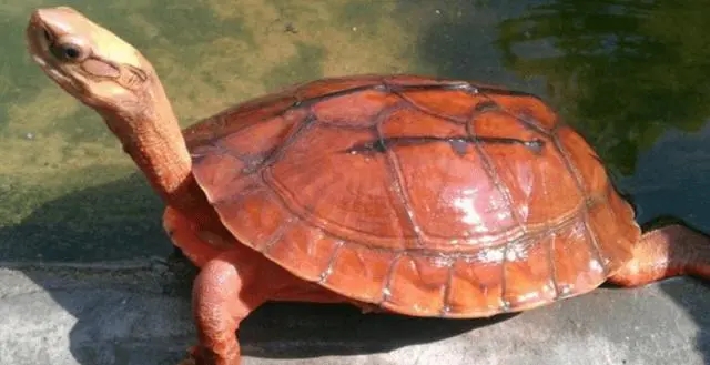 黄缘盒龟的人工饲养方法,黄额盒龟几级保护动物