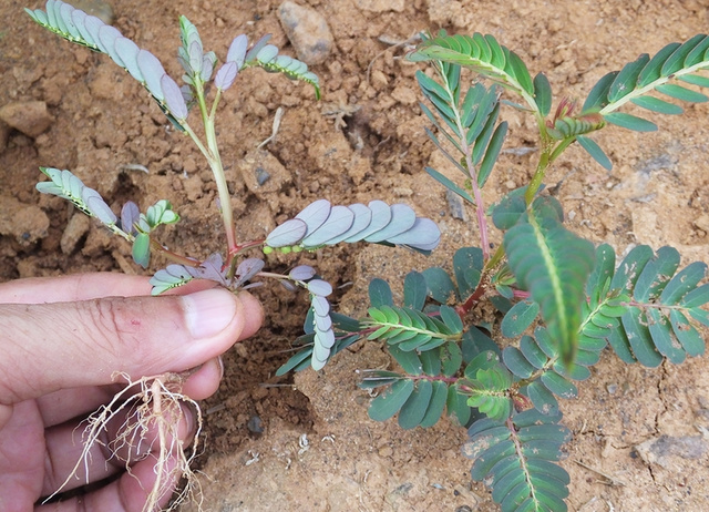 叶下珠护肝,叶下珠有养肝护肝的功效吗