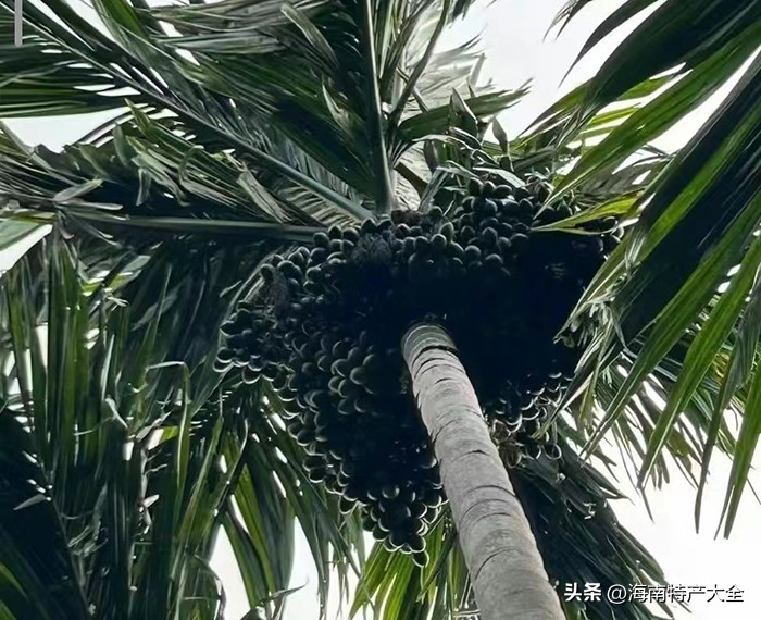 今天海南槟榔价格多少一斤,2023年海南槟榔价格