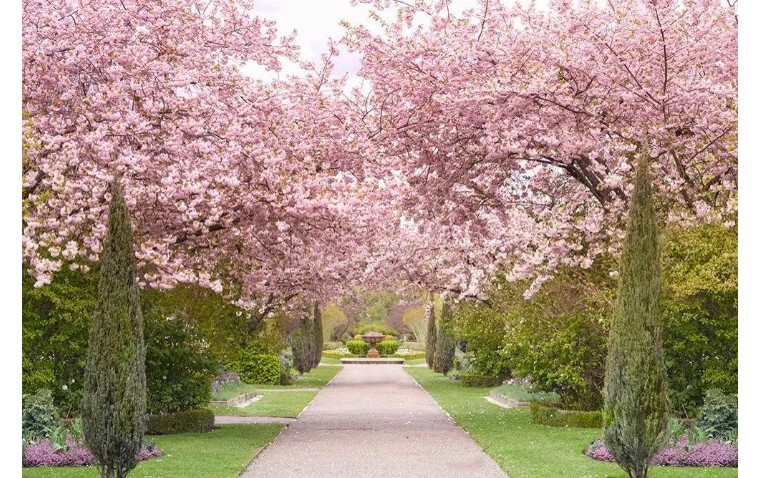 伦敦3月樱花,伦敦樱花季