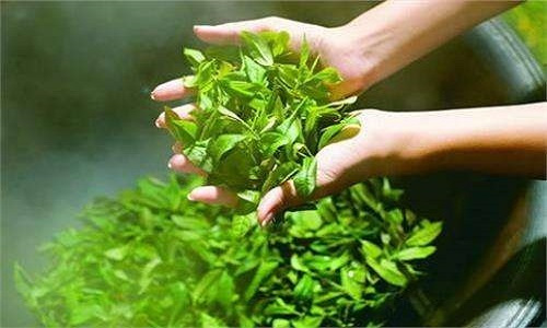 喝完的茶叶渣可以干嘛,喝完茶的茶叶渣应该放哪种垃圾桶