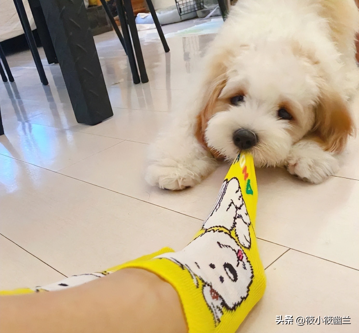 狗狗每天吃饭的最佳时间,狗狗的100种怪癖