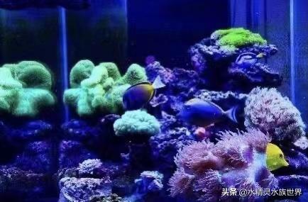 常见海水鱼品种介绍及饲养手册,人工饲养的食用海水鱼有什么