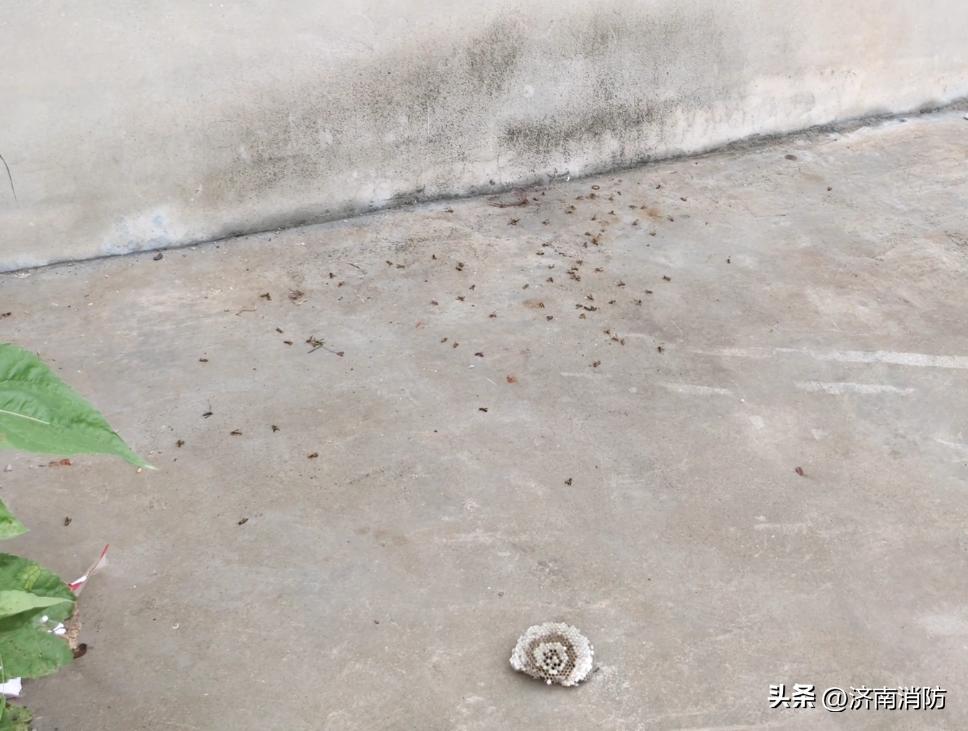 小区遇到“蜂”“蛇”别慌：绕开走，打119