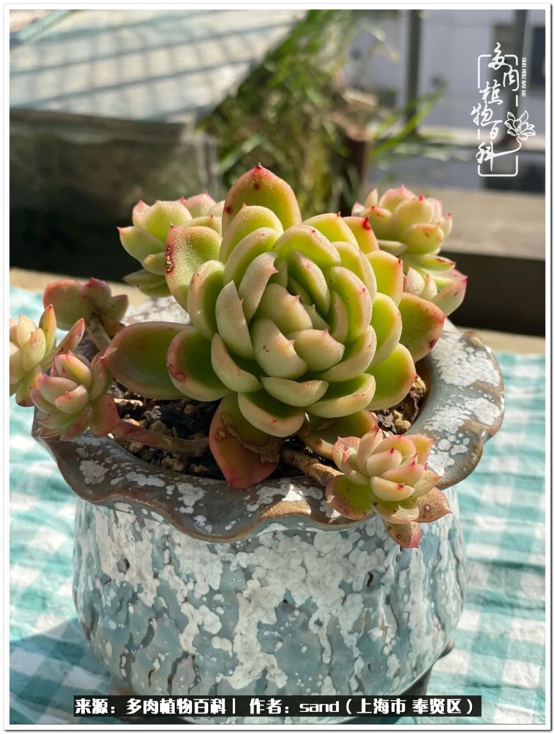 养点花草给生活添点乐趣,养点花花草草心情自然会好