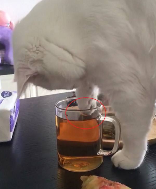 猫到底有多蠢,只有养猫的人才知道猫有多贱