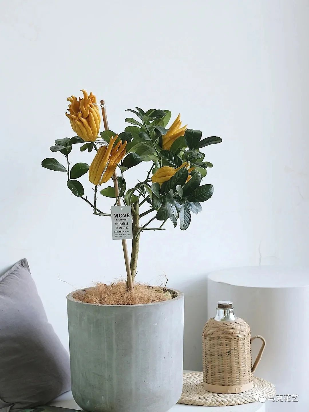 马克花艺｜送对花表对意，别让好心办坏事