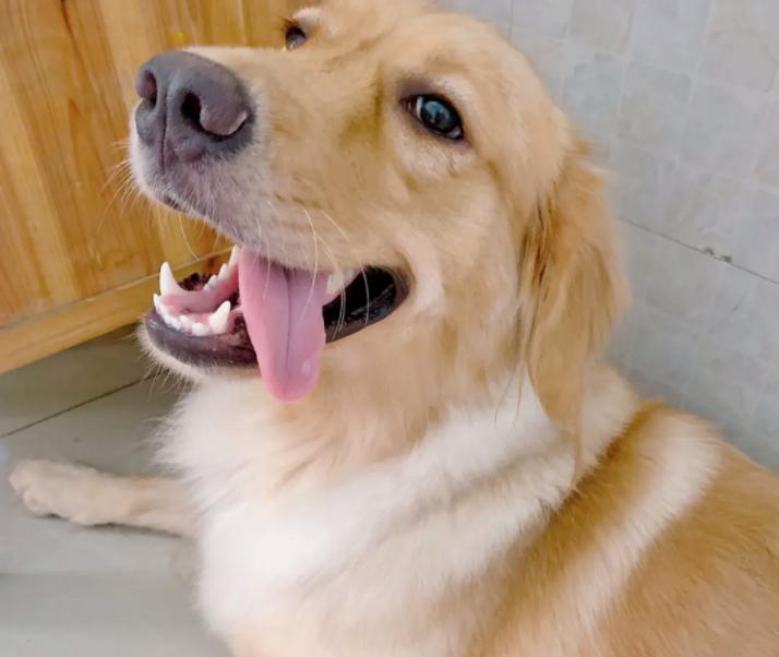 金毛身上腥臭怎么去除,金毛狗粮