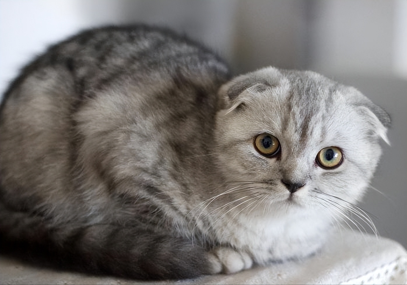 猫猫的寿命一般有多长,猫猫的寿命是多少年