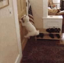 搞笑gif开心一刻这大概就是爱情吧,搞笑gif为了胜利我将不择手段