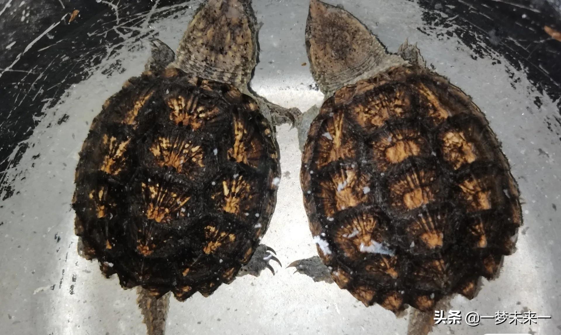 家养小鳄龟用什么水质不会得病,家里养特别小的小鳄龟视频