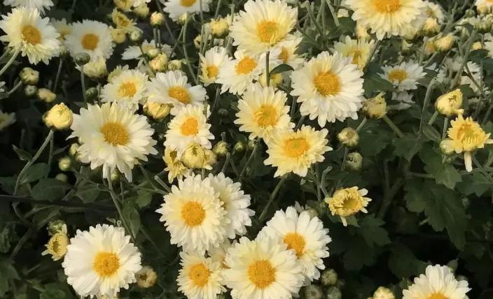 菊花泡水用什么茶叶好喝,菊花泡水用什么菊花降火