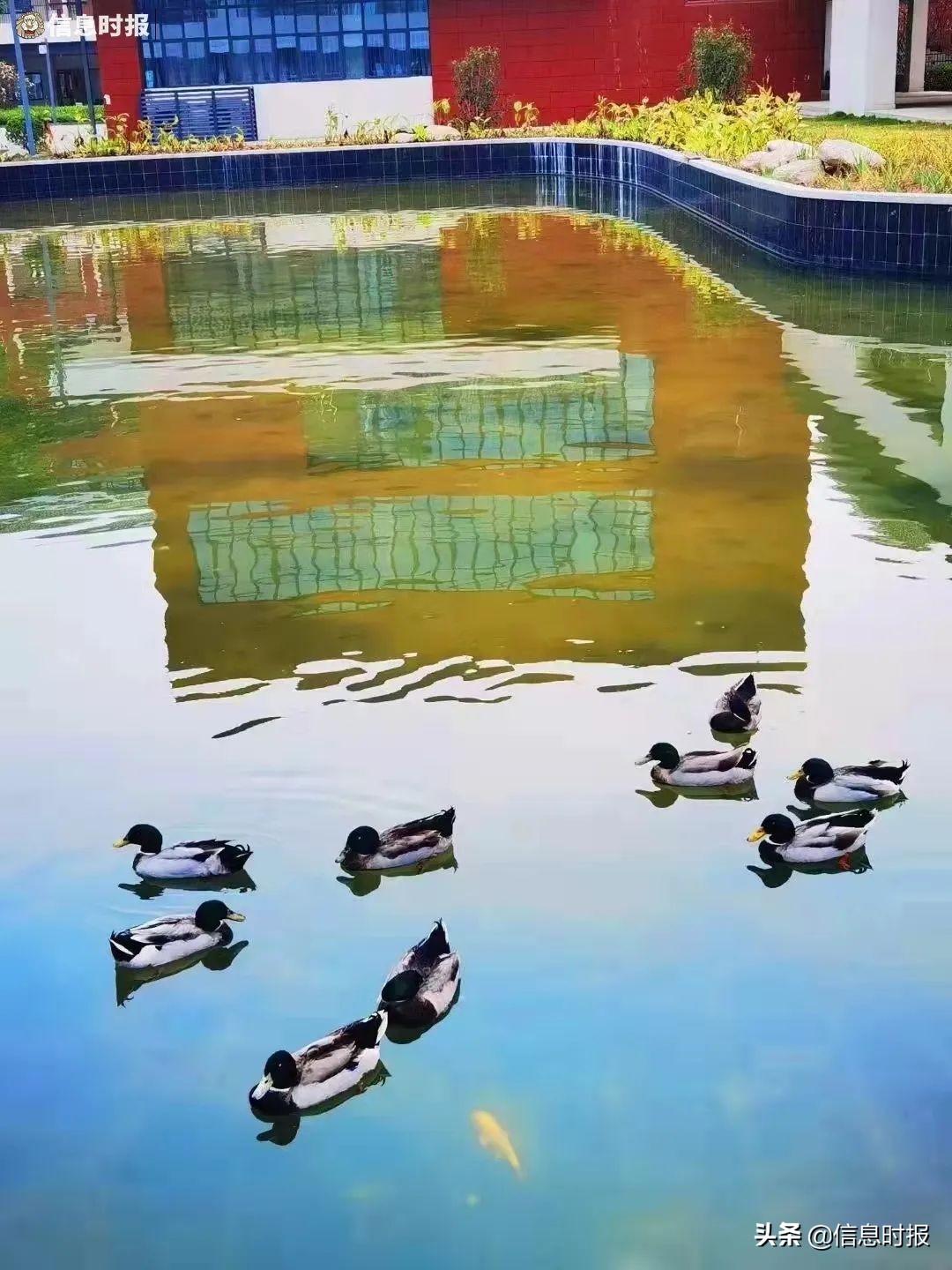 “咩咩”“嘎嘎”“哞哞”……广州多所学校“萌宠”出没