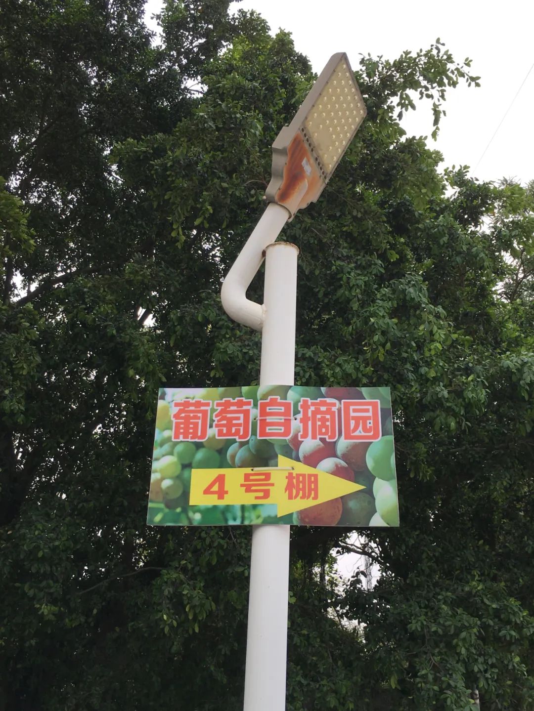 旭光车行雅迪电动车,旭光单车