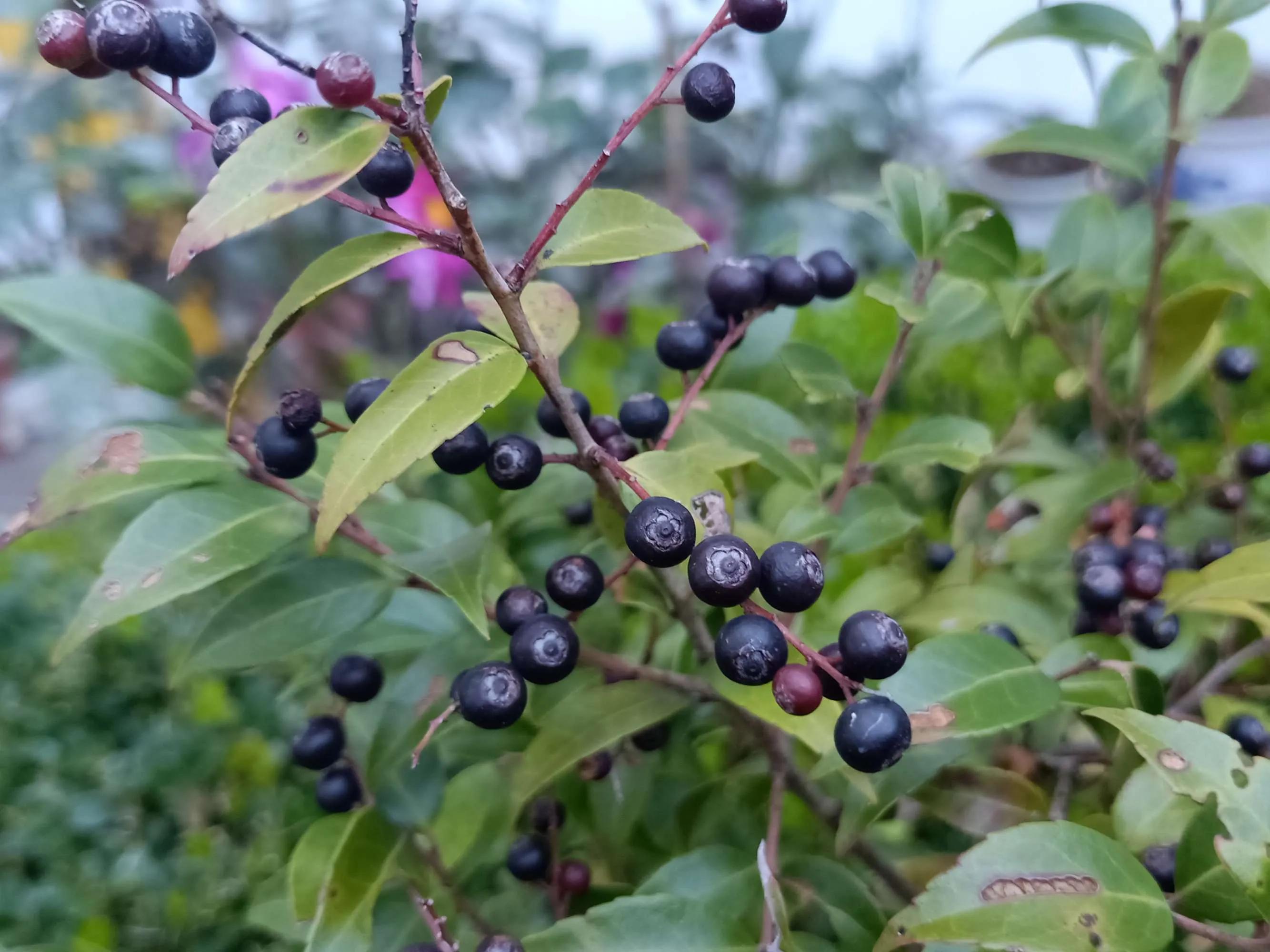 100种迷人的“数字花”,从零到一百万,真是太神奇了